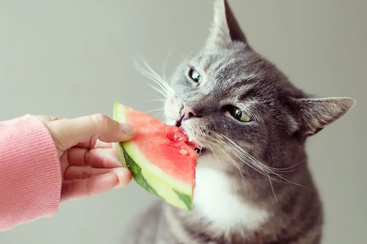 A grey tabby cat curiously nibbles on a slice of watermelon offered by a hand in a pink sleeve, answering the question: can cats eat watermelon?