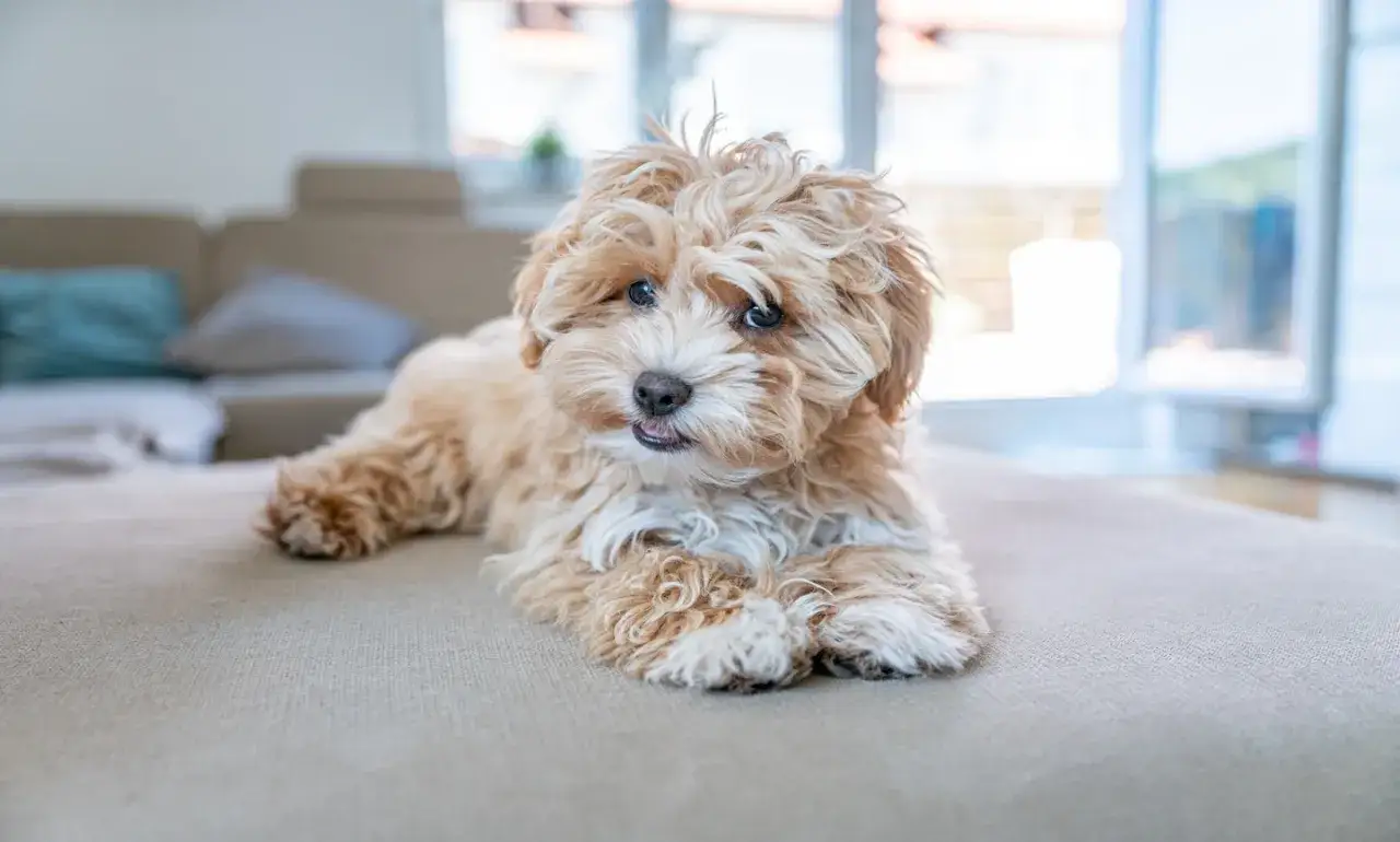 Uroczy maltipoo leży na kanapie. Zastanawiasz się, ile żyje maltipoo? Te słodkie pieski mogą towarzyszyć Ci nawet 15 lat!
