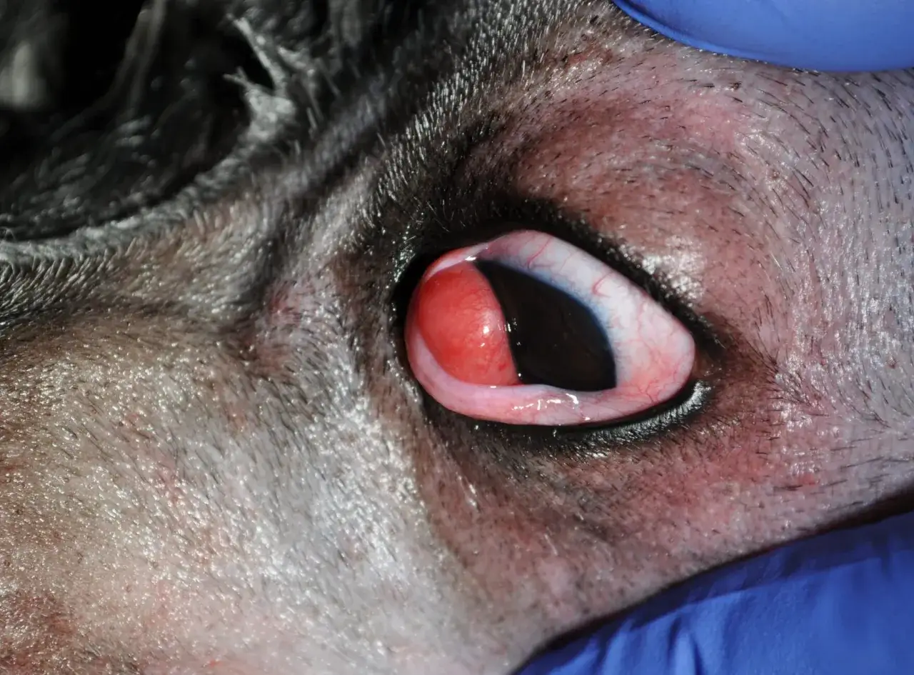 Nahaufnahme eines Hundes mit einem roten, hervorstehenden Cherry Eye.