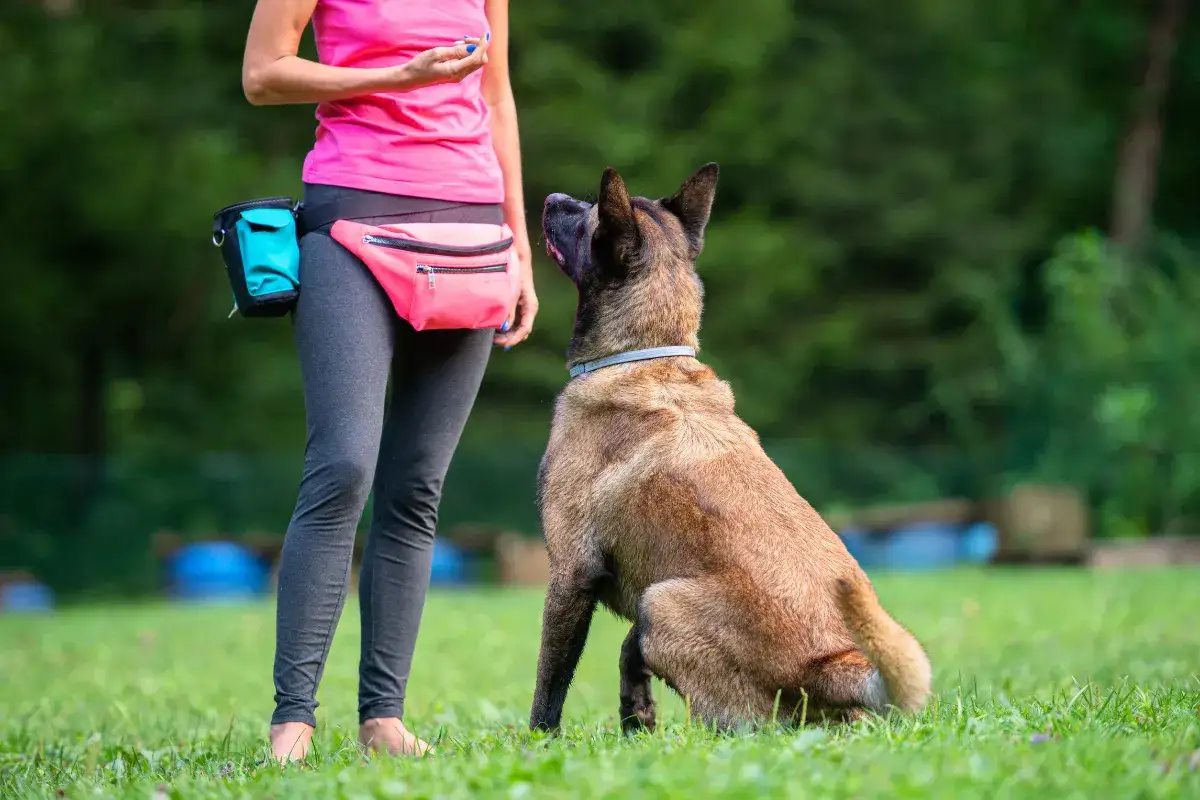Trening z psem na trawie. Kobieta w różowej kamizelce i torbie na biodrach trzyma smakołyk. Pies siedzi i patrzy na nią, gotowy do nauki. Kliker dla psa jak używać? To proste, kliknij i nagródź!