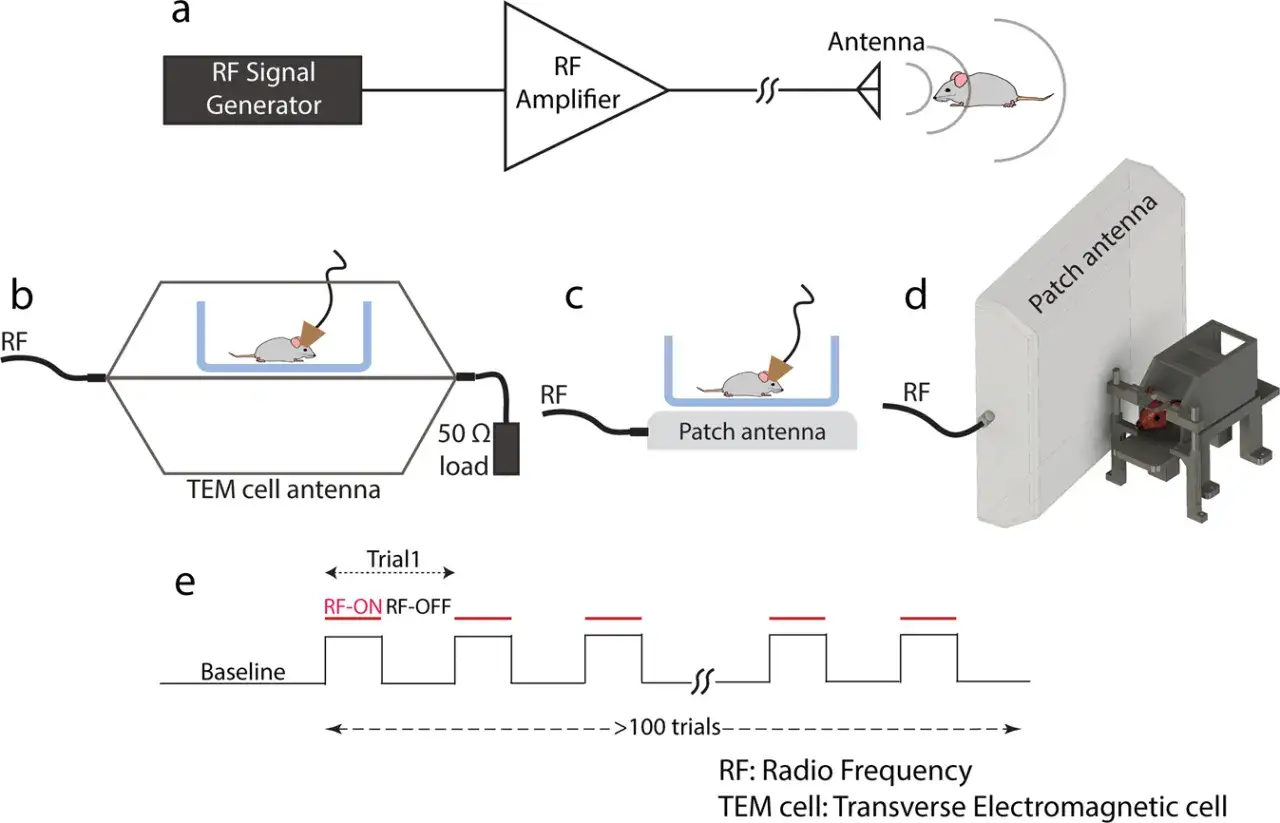 Schemat visar olika metoder f&ouml;r att uts&auml;tta m&ouml;ss f&ouml;r RF-str&aring;lning. Vad betyder RF? Det st&aring;r f&ouml;r Radio Frequency, allts&aring; radiofrekvens.