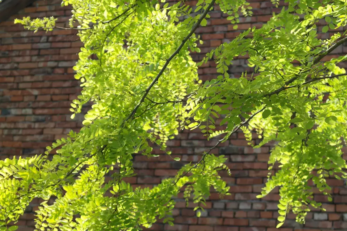 Jasnozielone liście robinia frisia na tle ceglanej ściany.