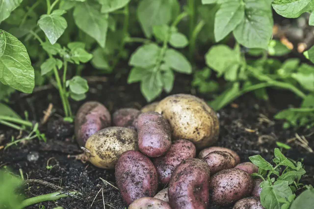 Nyskördade potatisar, både röda och gula, ligger i jorden bland gröna blad. En härlig kupa potatis redo att tillagas.