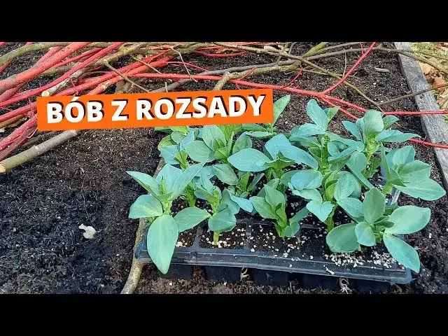 rozsada bobu w domu