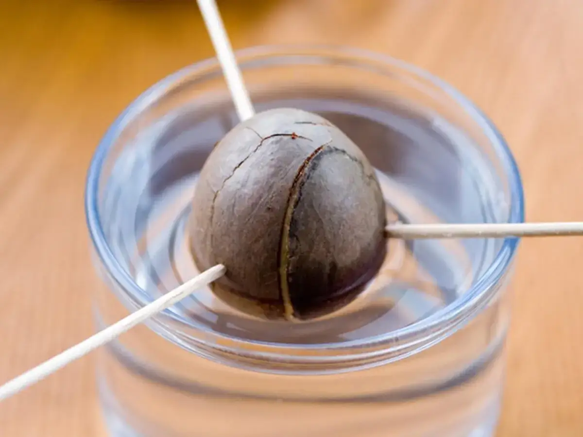 Avocadokern einpflanzen: Ein Kern schwebt dank Zahnstochern im Wasserglas, bereit zum Keimen.