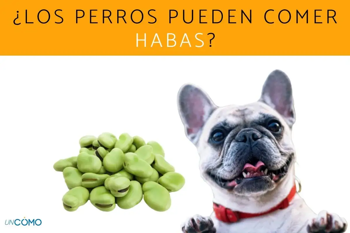 Un bulldog franc&eacute;s sonriente mira un mont&oacute;n de habas. &iquest;Los perros pueden comer habas?