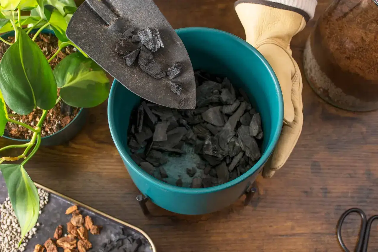 Un pala a&ntilde;ade carb&oacute;n vegetal a una maceta azul. El carb&oacute;n vegetal sirve para mejorar el drenaje y la aireaci&oacute;n del sustrato de las plantas.