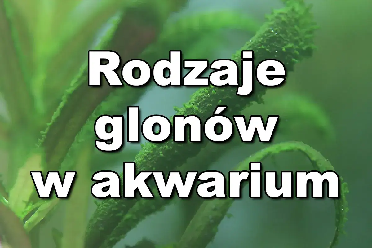 Zbliżenie na zielone glony w akwarium, tekst 