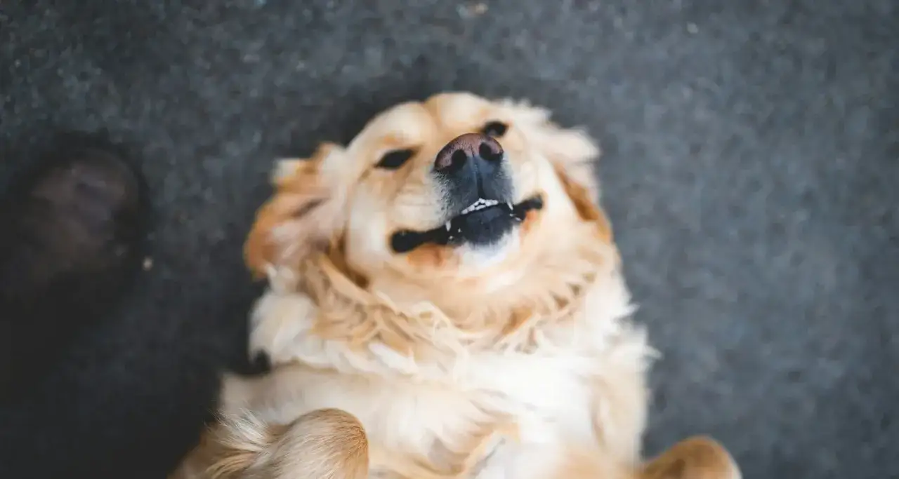 Szczęśliwy golden retriever leży na plecach, czekając na adopcję. To idealny pies dla każdego, kto marzy o psie. #dogomania #psydoadopcji