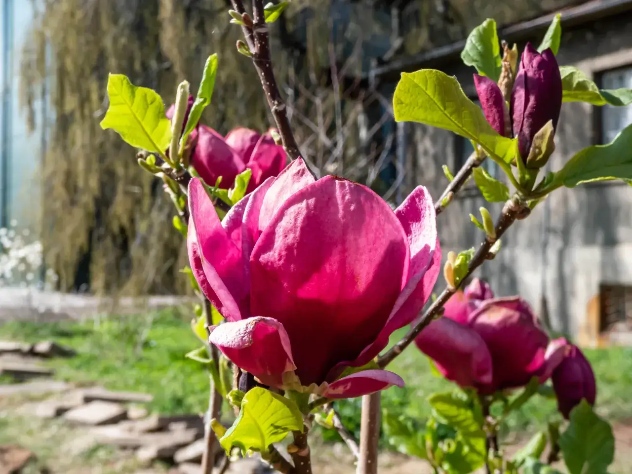 Piękna, ciemnoróżowa magnolia w pełnym rozkwicie. Widać pąki i młode liście. Różne odmiany magnolii zachwycają wiosną.