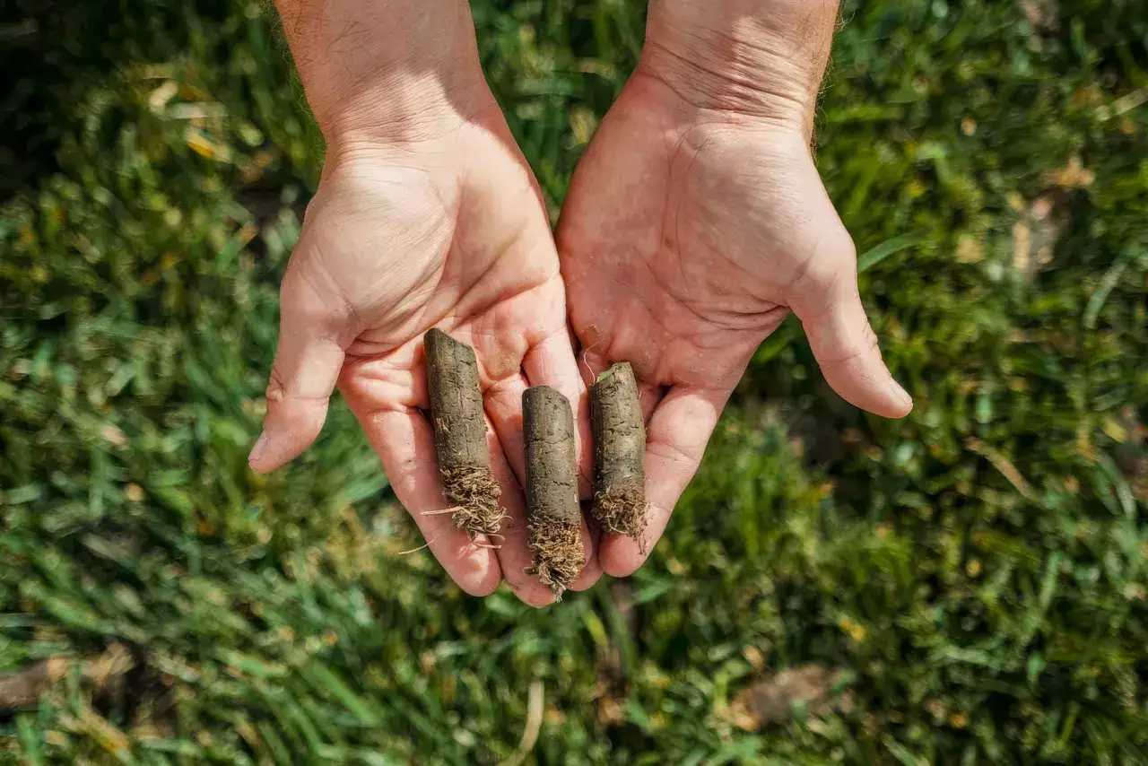 Hands hold three soil cores, showing the results of core aeration. Healthy roots are visible at the bottom of each core.