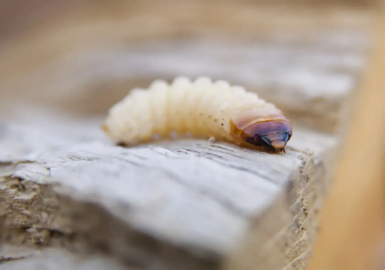 Gusano blanco, posible larva de escarabajo, sobre madera. Podría ser un ácaro blanco de madera, buscando alimento.