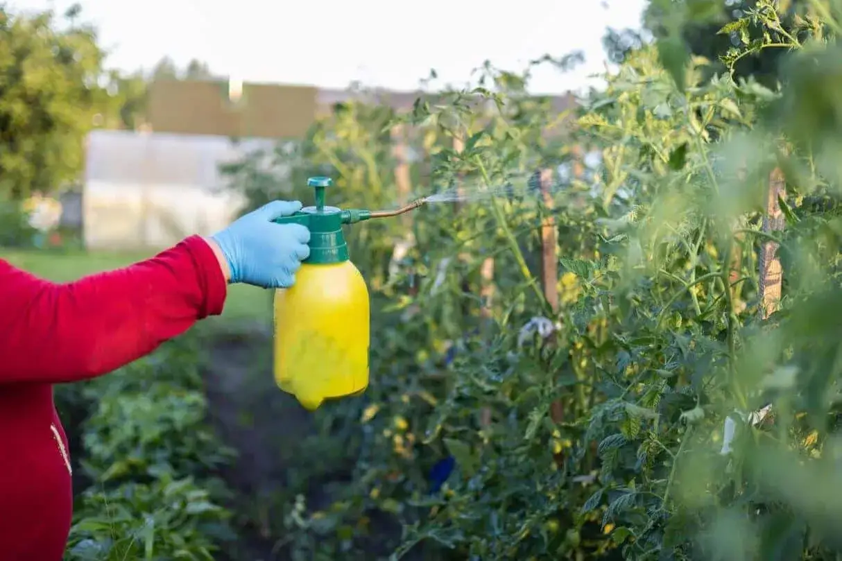 Main protégée, une main gantée pulvérise un produit sur des plants de tomates. Attention, la bouillie bordelaise présente un danger.