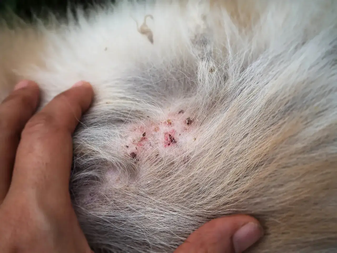 Piel irritada y enrojecida en un perro, mostrando las primeras etapas de sarna.