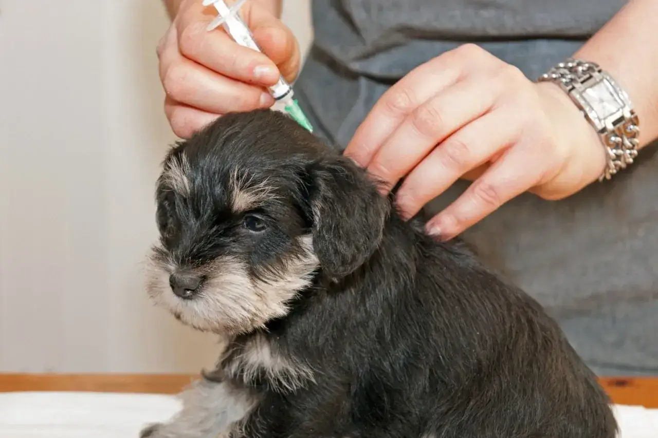 En valp f&aring;r vaccination. Fr&aring;gan om hur ofta vaccinera hund &auml;r viktig f&ouml;r dess h&auml;lsa.