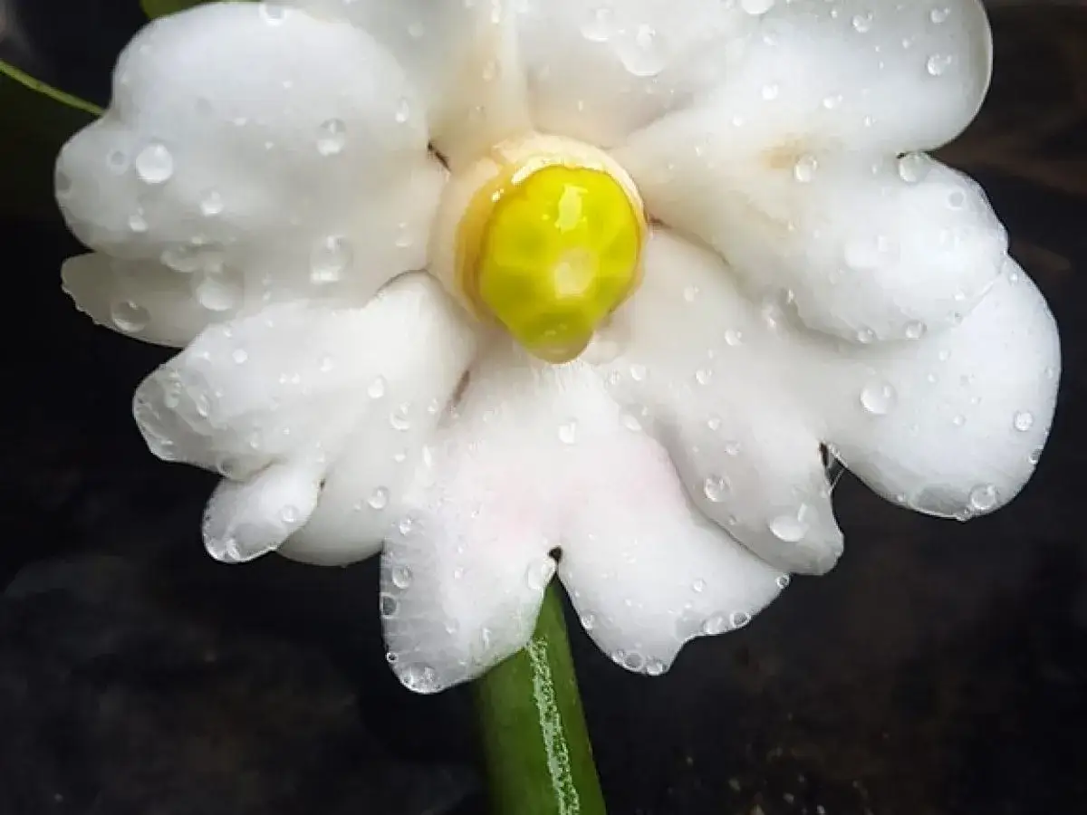 En vit blomma, en clusia rosea, med vattendroppar på kronbladen.