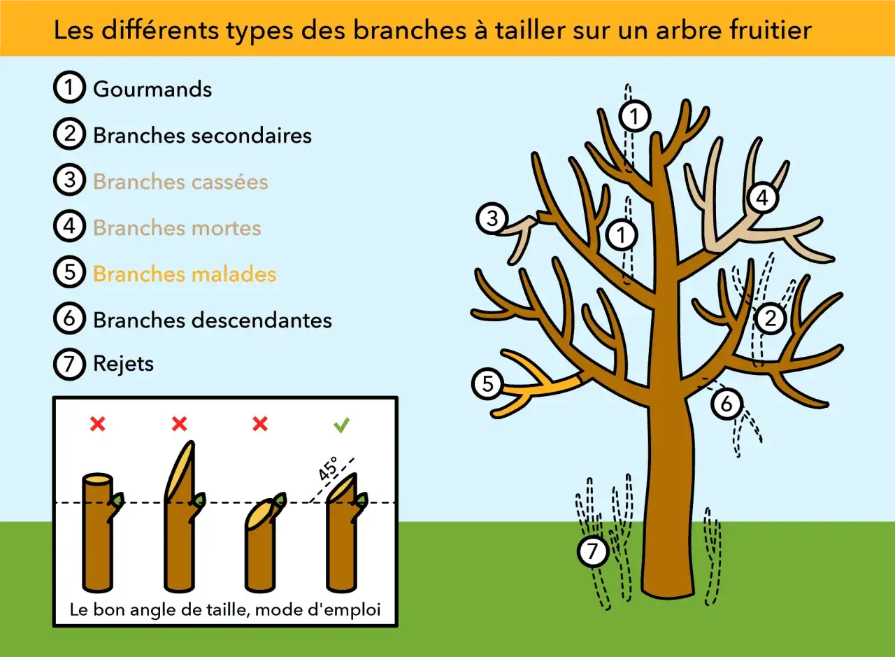 Illustration montrant quand tailler un pommier : gourmands (1), branches mortes (4), malades (5), cass&eacute;es (3), secondaires (2), descendantes (6) et rejets (7). Le bon angle de coupe est aussi expliqu&eacute;.