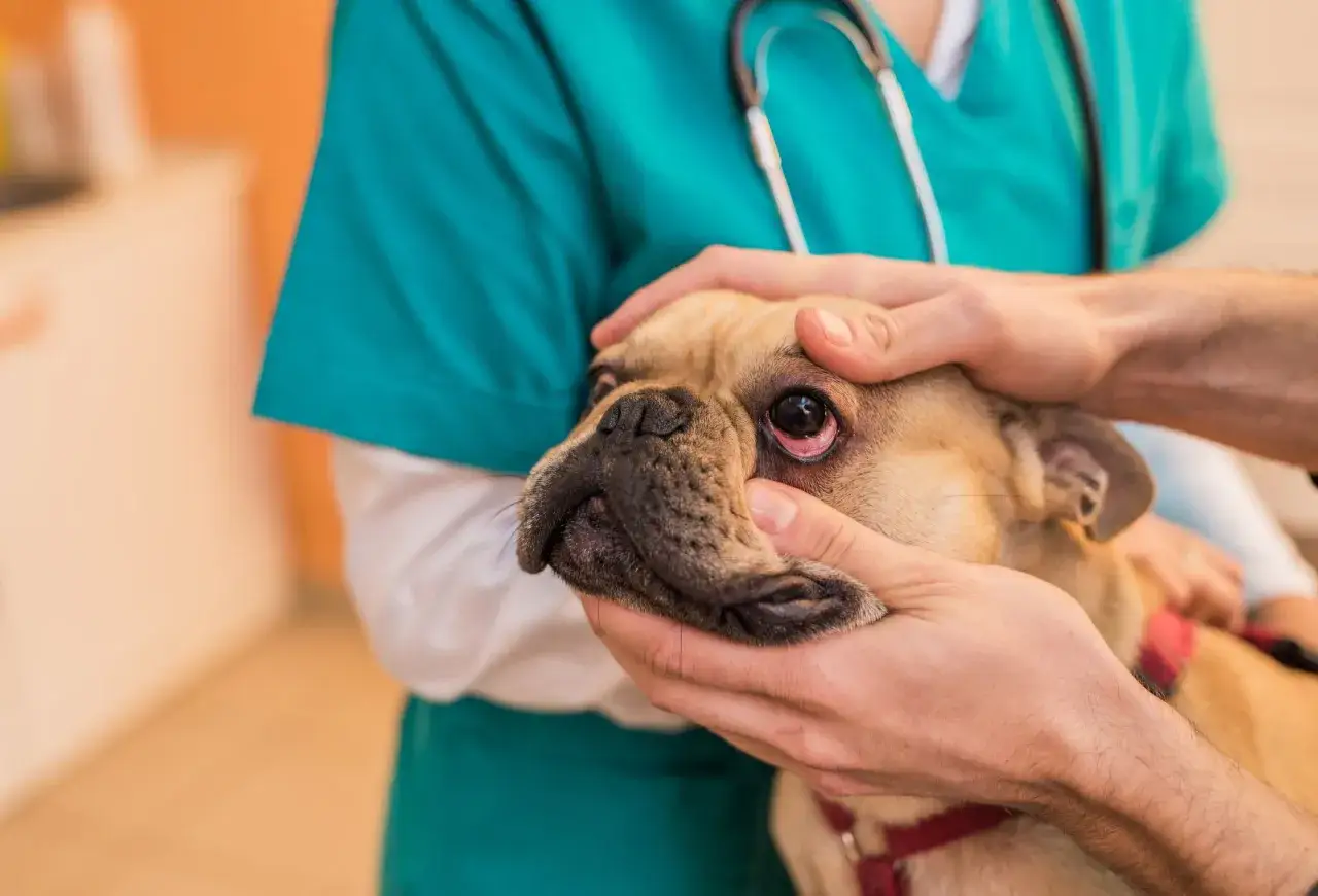 Veterinario examina el ojo de un bulldog francés con posible conjuntivitis en perros.