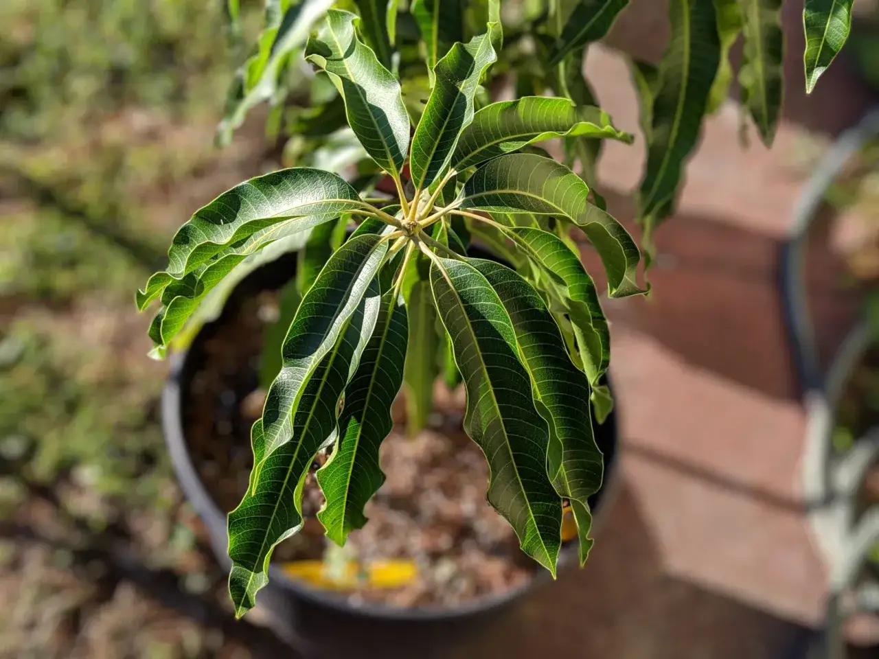 Joven planta de mango en maceta, lista para plantar. Sus hojas verdes y brillantes prometen una futura cosecha.