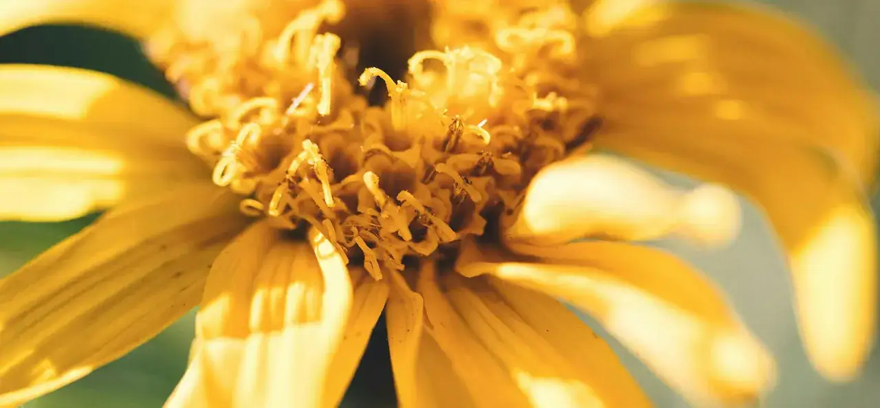 Zbliżenie na żółty kwiat, którego środek przypomina strukturę arnica montana flower extract.