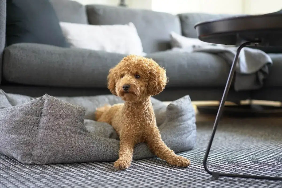 Ein brauner Pudel liegt entspannt in seinem Hundebett. Perfekt, um einen Junghund auslasten und ihm Ruhe gönnen.