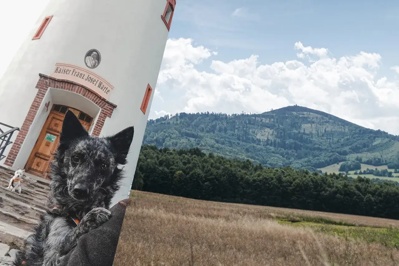 Psy przy wieży Kaiser Franz Josef Warte, cel naszej wyprawy na Biskupią Kopę najkrótszym szlakiem.