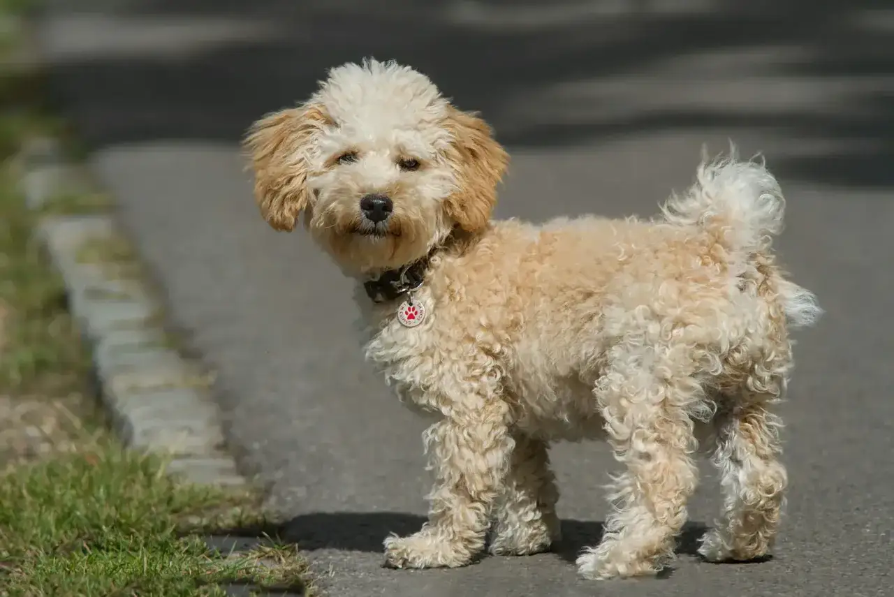 Uroczy pudel toy maltipoo dorosły, z kręconą, kremową sierścią, stoi na ścieżce, patrząc wprost.