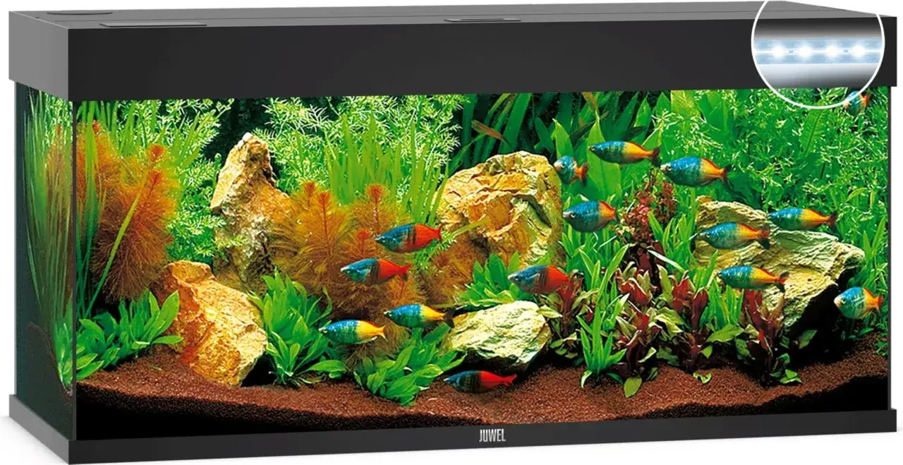 Ett Juwel 240 liter akvarium med livliga fiskar som simmar bland frodig gr&ouml;nska och stenar. LED-belysning lyser upp scenen.