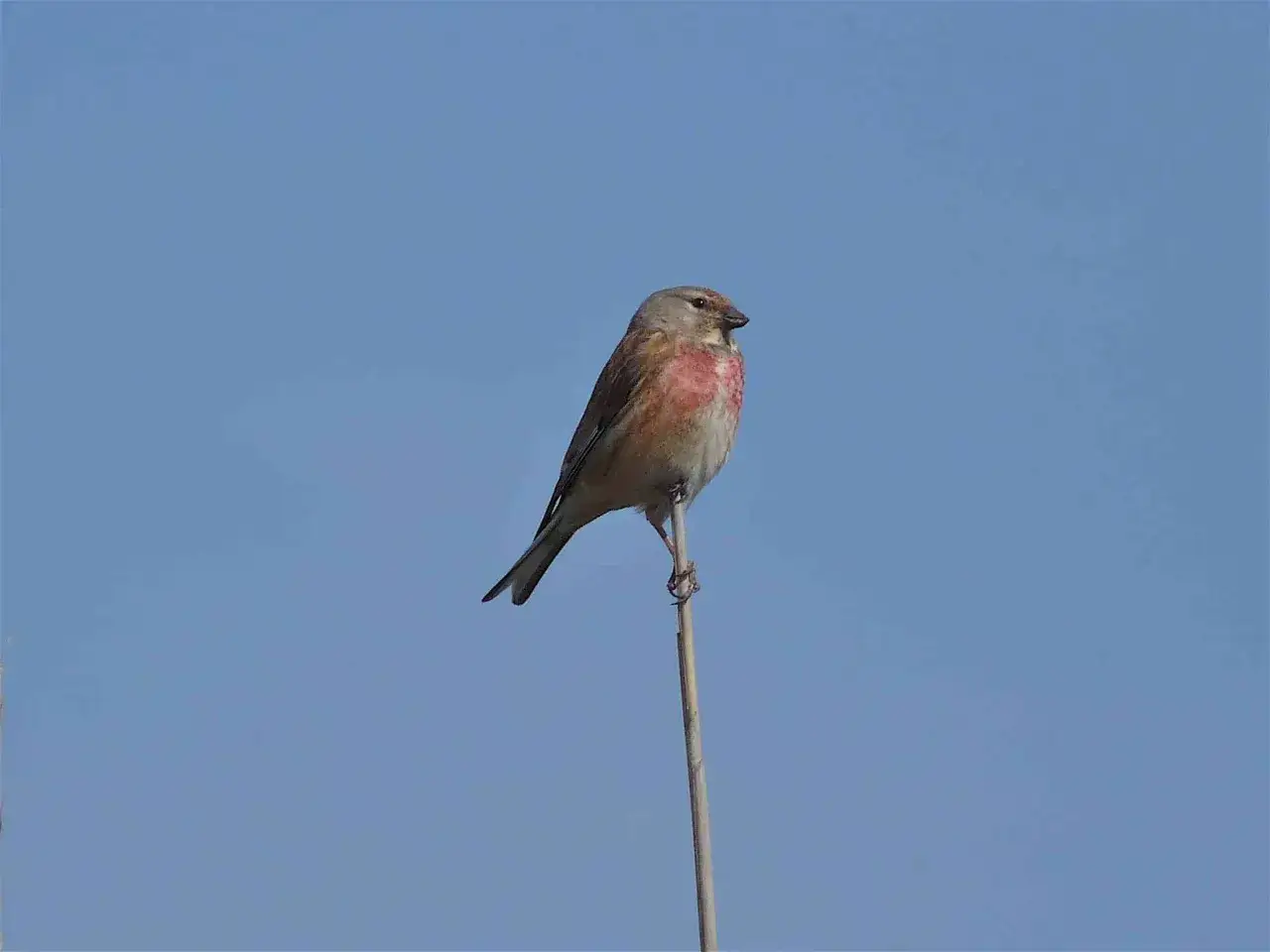 Linotte def. Un petit oiseau aux plumes roses et grises perché sur une tige fine, le ciel bleu en arrière-plan.