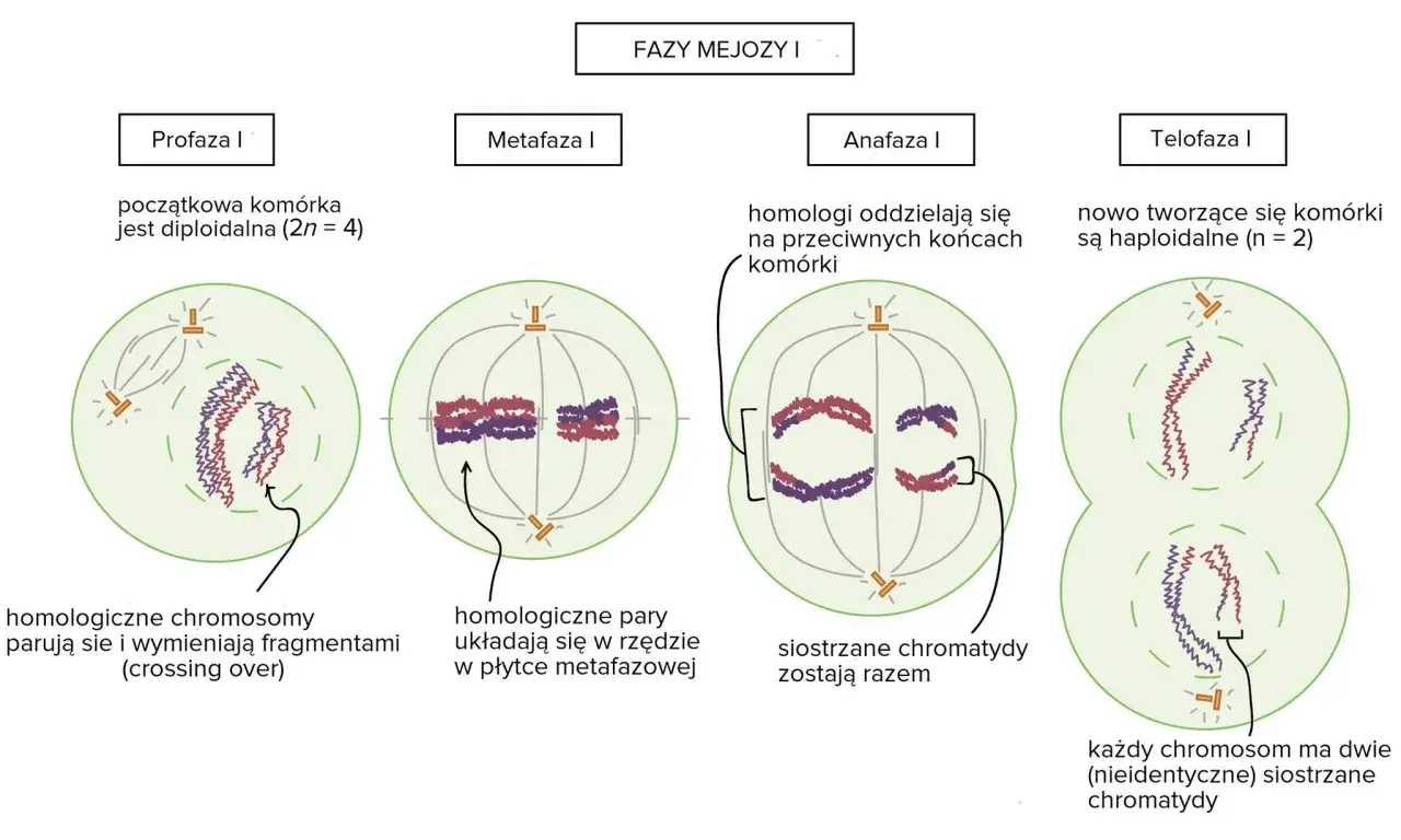 Mejoza I: profaza, metafaza, anafaza, telofaza. W profazie zachodzi crossing over, czyli wymiana fragmentów między chromosomami homologicznymi.