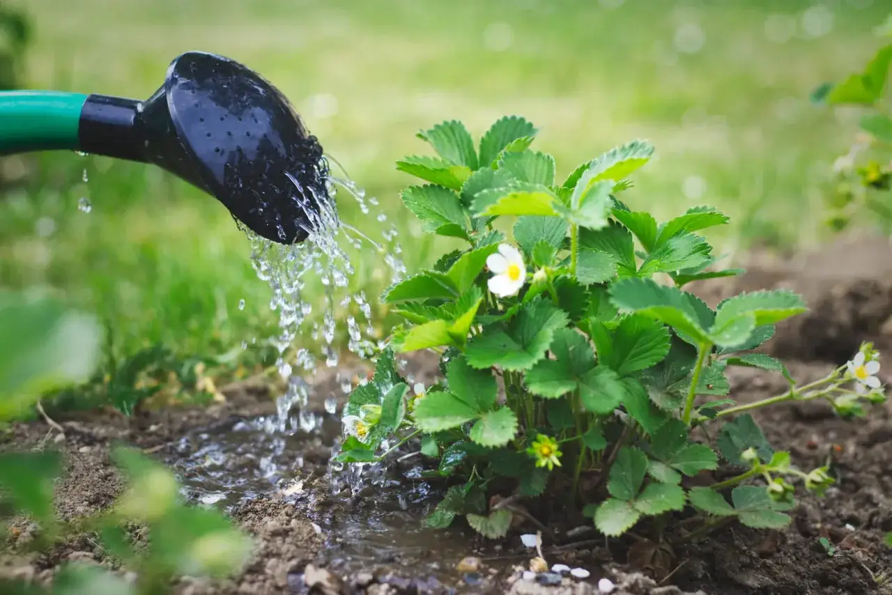 Arrosage fraise : une arrosoir verse de l'eau sur un plant de fraisier en fleurs, dans un jardin verdoyant.