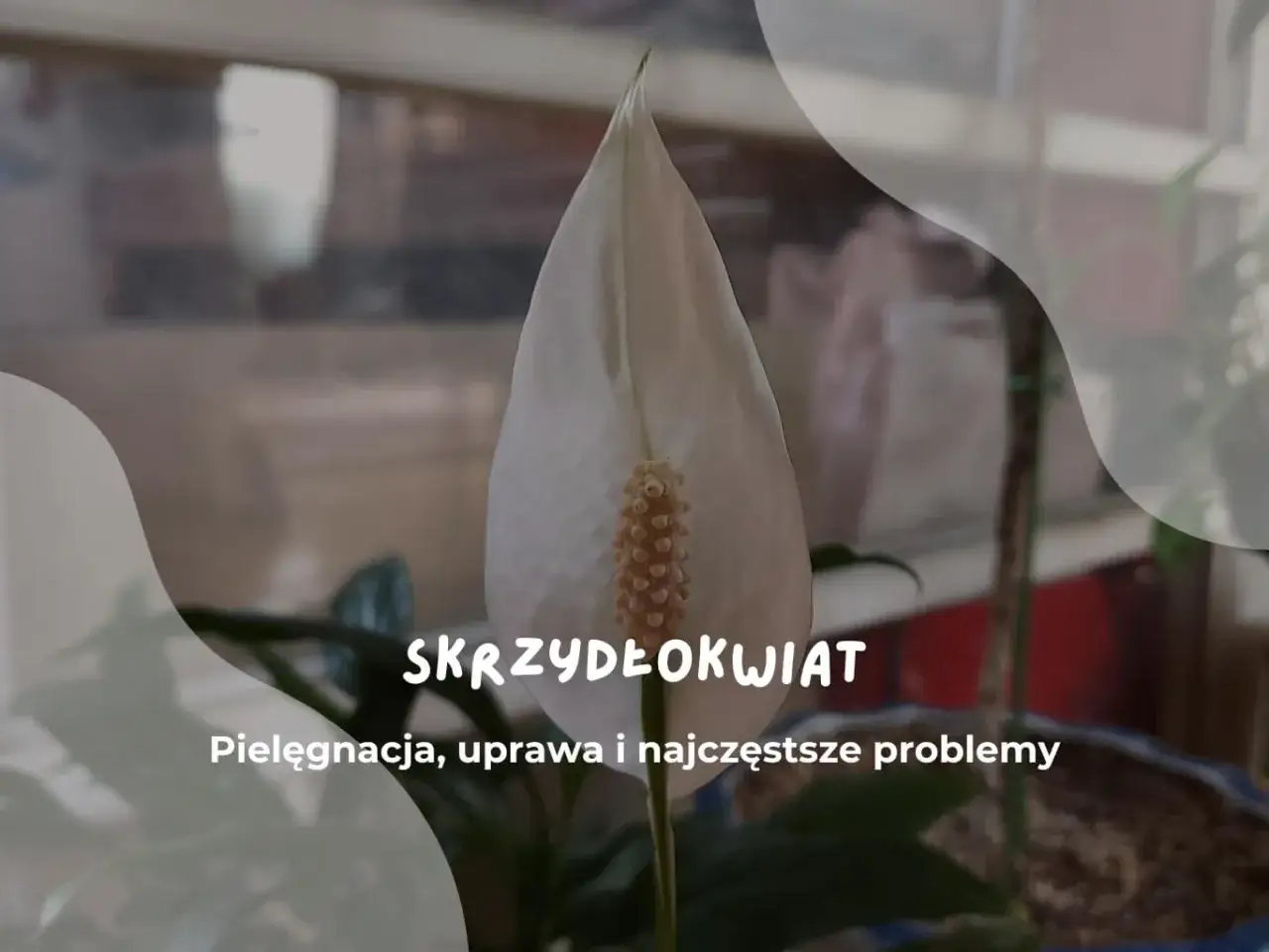 Biały skrzydłokwiat z żółtym kwiatostanem. Tekst: