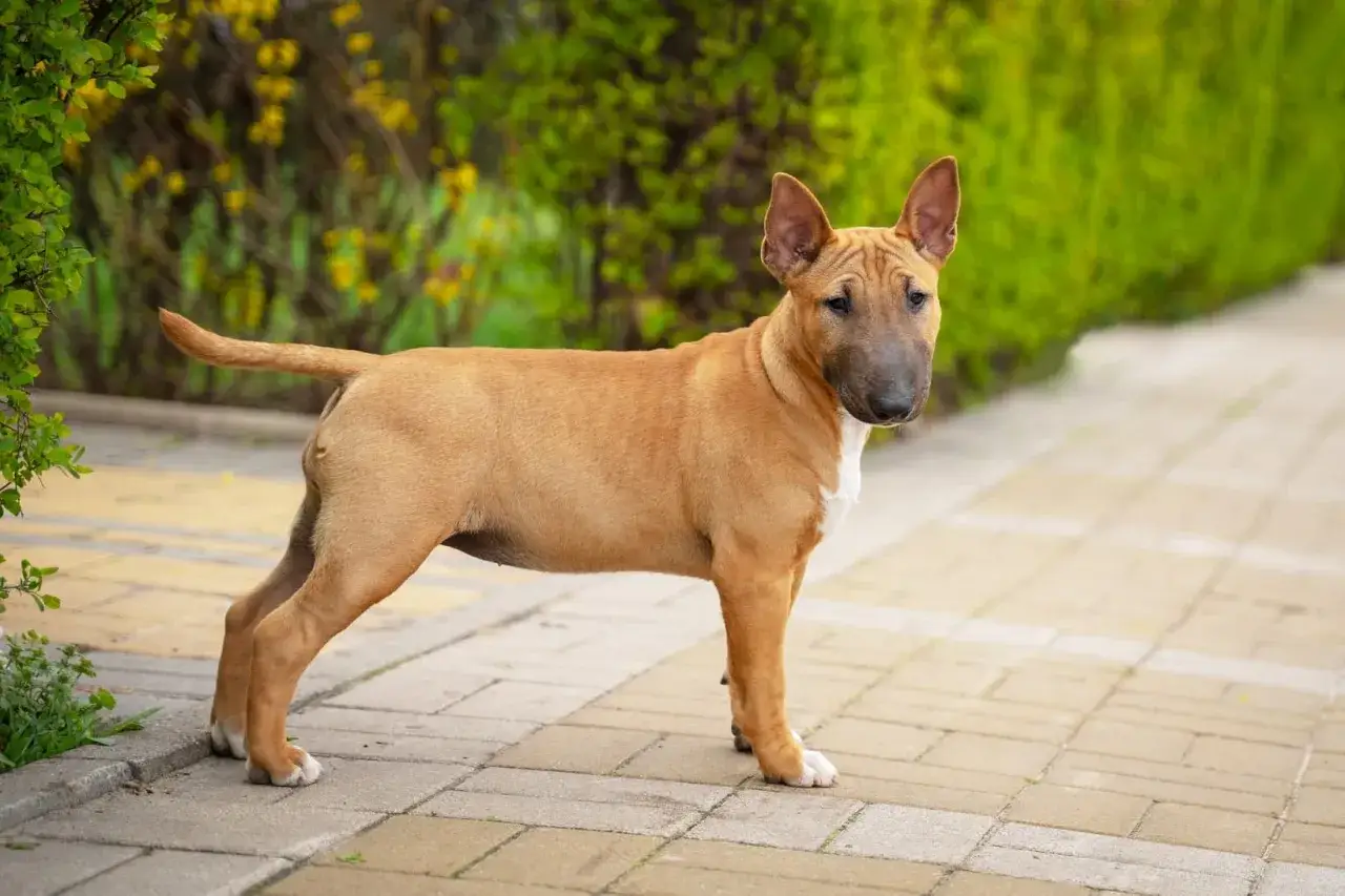 Ein brauner Miniatur Bullterrier steht auf einem gepflasterten Weg, umgeben von grünem Gebüsch.