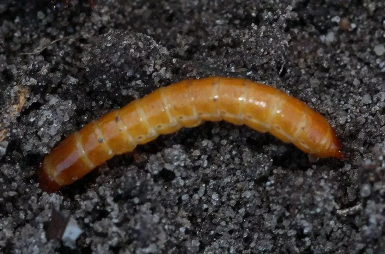 Pomarańczowy drutowiec wijący się w ciemnej ziemi.