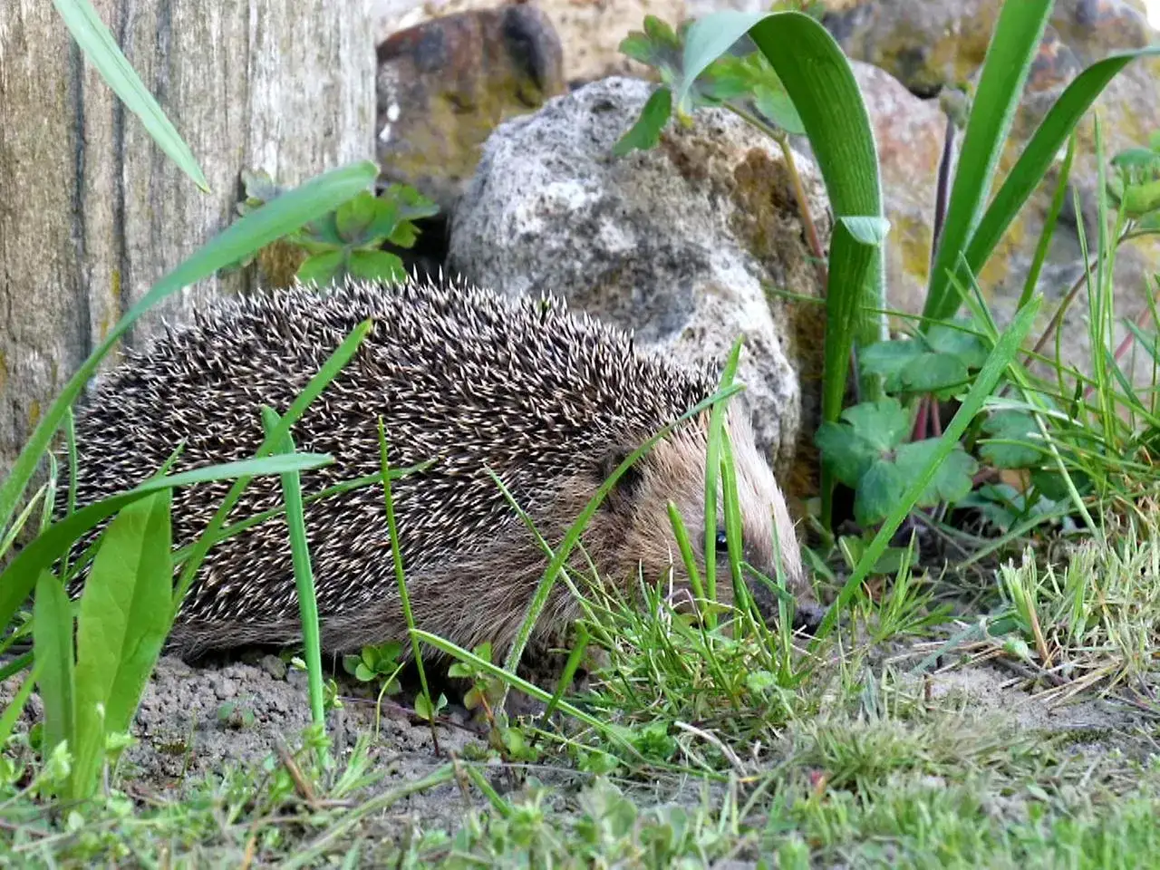 Ein Igel sucht in einem igelfreundlichen Garten nach Nahrung. Er versteckt sich zwischen Steinen und Gräsern.