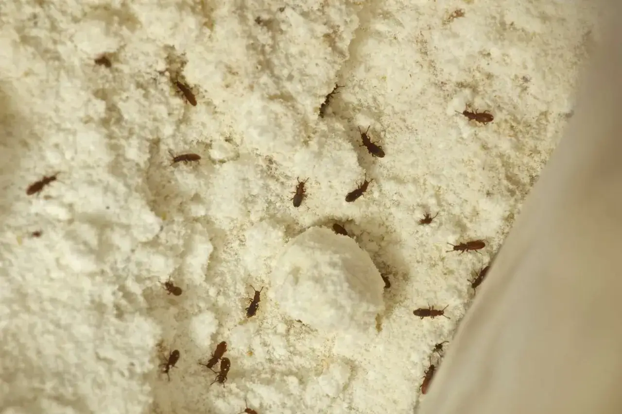 Un mont&oacute;n de gorgojos de la harina se mueven sobre una superficie de harina blanca y polvorienta.