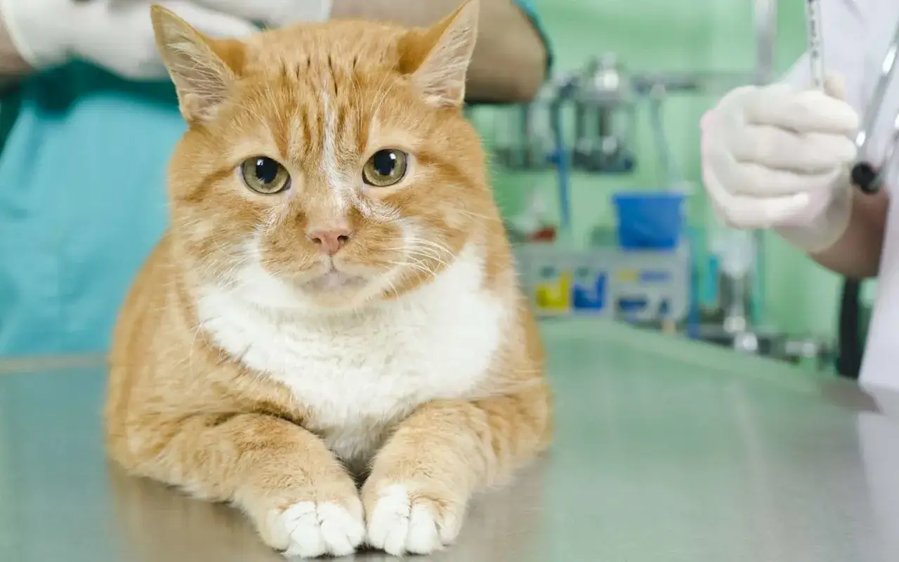 Chatte tigr&eacute;e rousse, calme sur une table v&eacute;t&eacute;rinaire apr&egrave;s st&eacute;rilisation. Un v&eacute;t&eacute;rinaire pr&eacute;pare une injection.