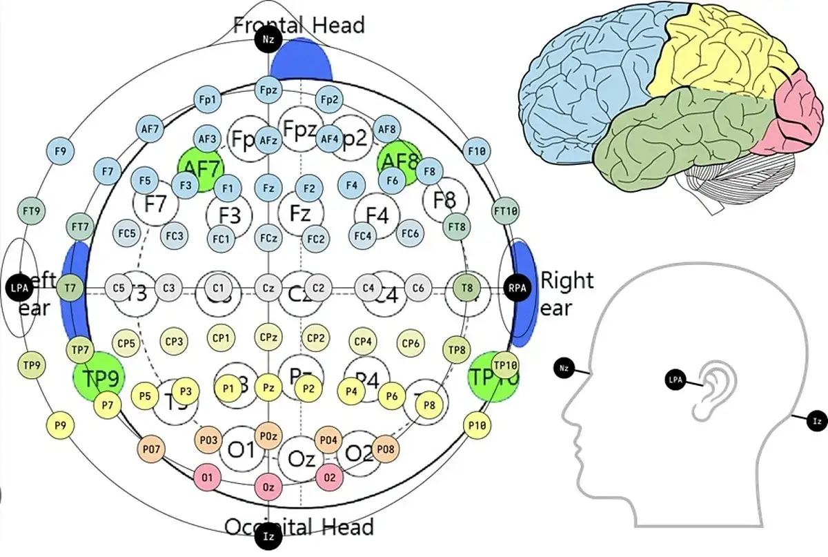 Schema zur Platzierung von Elektroden für eeg medizin. Zeigt Gehirn und Kopf mit Markierungen.