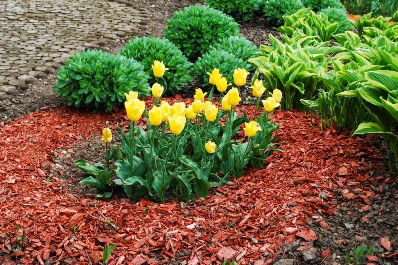 Bright yellow tulips bloom in a garden bed covered with vibrant red mulch, showcasing the best mulch for flower beds.