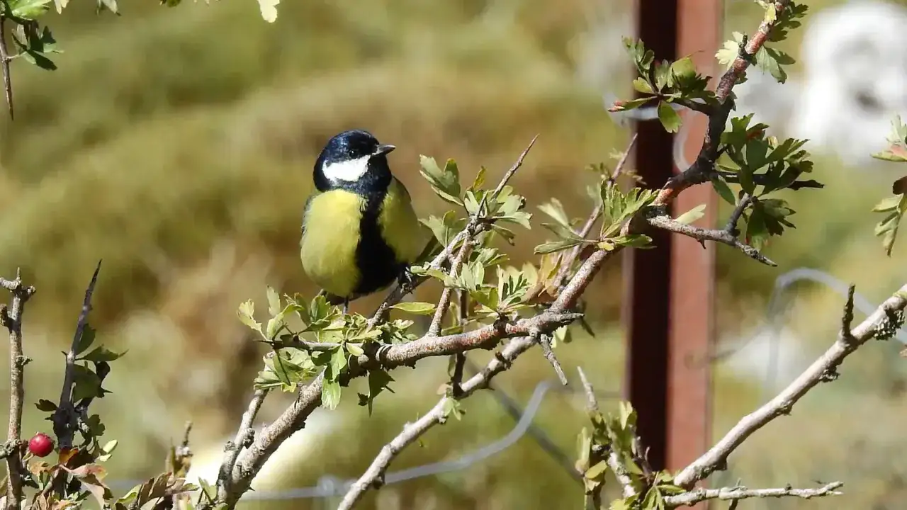 Un carbonero com&uacute;n, con su plumaje amarillo y negro, posa en una rama con hojas verdes.