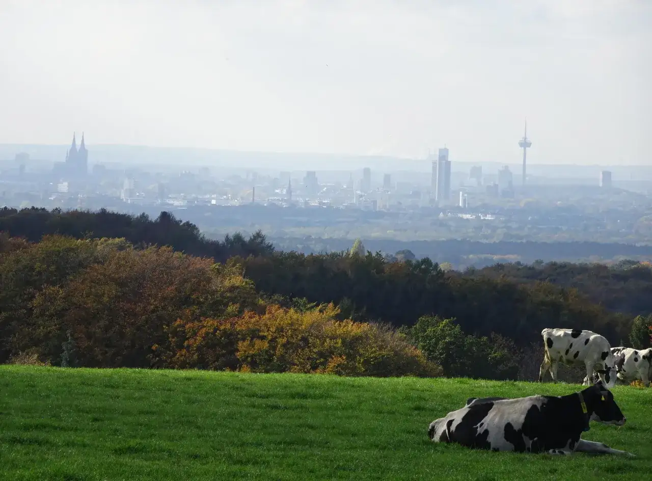 Kühe auf einer grünen Wiese mit Blick auf die Silhouette von Köln und den Sonnenberg in Bergisch Gladbach.