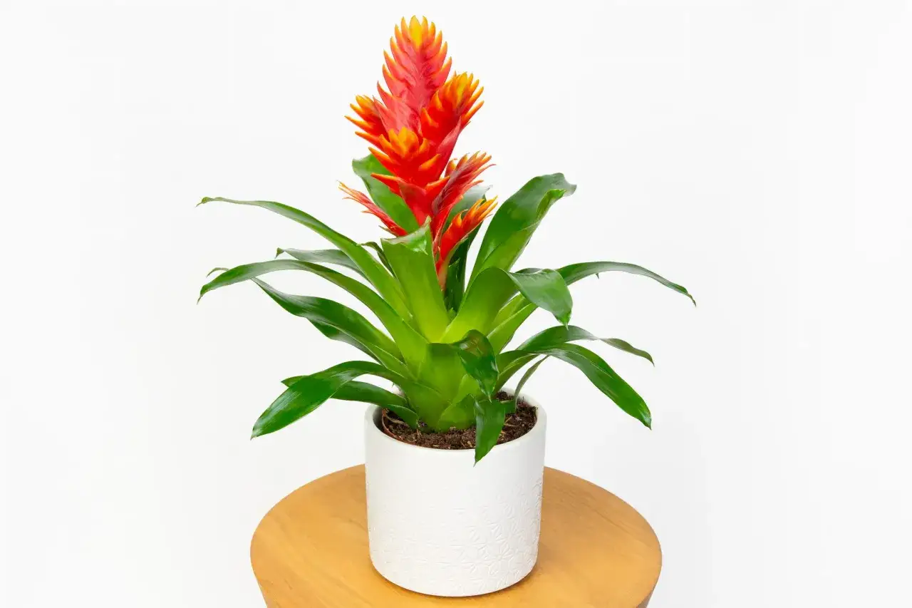 Jasny, zielony bromelia kwiat z jaskrawoczerwonym kwiatostanem, w białej, ozdobnej doniczce, na drewnianym stoliku.