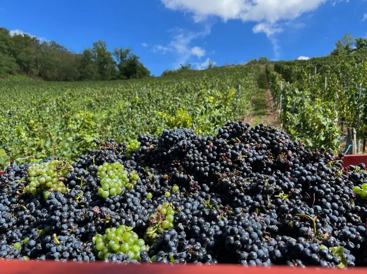 R&eacute;colte de raisins noirs et verts, dont le pinot meunier, dans un vignoble ensoleill&eacute;. Les grappes d&eacute;bordent d'une benne rouge.