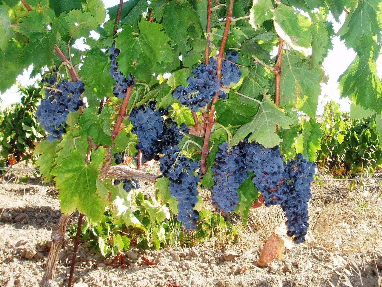 Grappoli maturi di uva nera pendono da una vite in un vigneto di Carignano del Sulcis, pronti per la vendemmia.