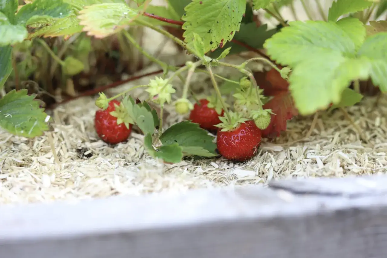 R&ouml;da, saftiga jordgubbar v&auml;xer bland gr&ouml;na blad. De ser ut som sm&aring; guldvatten, redo att plockas.