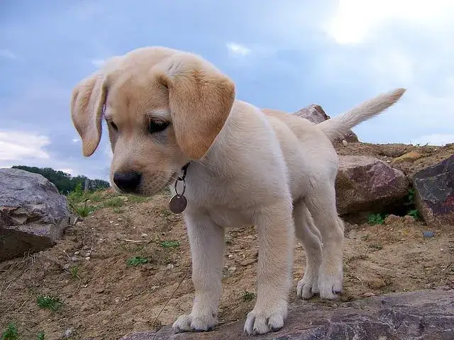 Szczeniak labrador socjalizacja
