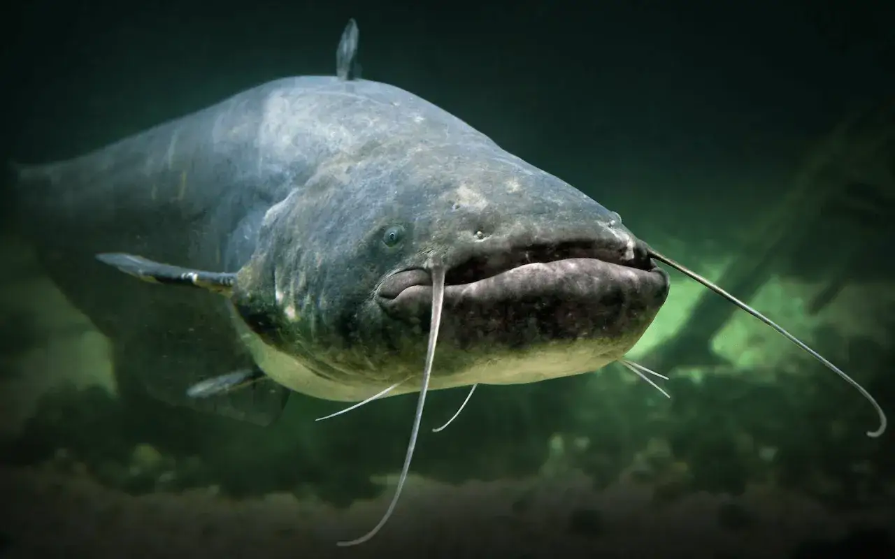 Gros plan sur un poisson-chat, un hotu, nageant dans des eaux sombres. Ses longs barbillons flottent devant sa large bouche.
