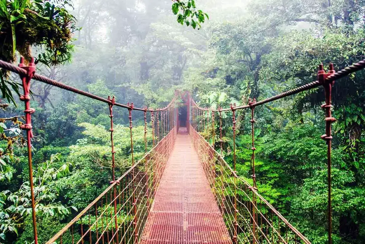 Hängebrücke im Nebelwald von Monteverde, ein absolutes Costa Rica Must-See. Ein Pfad durch das grüne Dickicht.