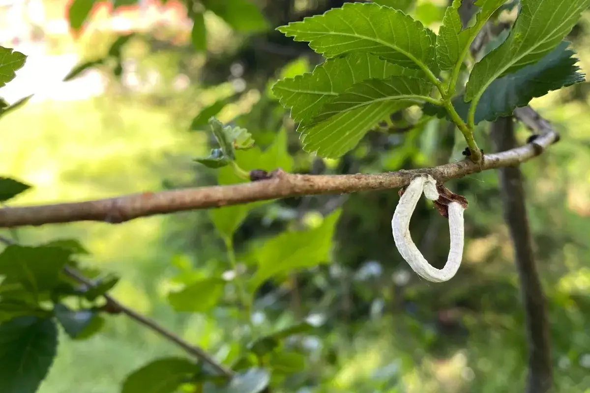 Un takahashia japonica insetto adulto, bianco e arrotolato, pende da un ramo.