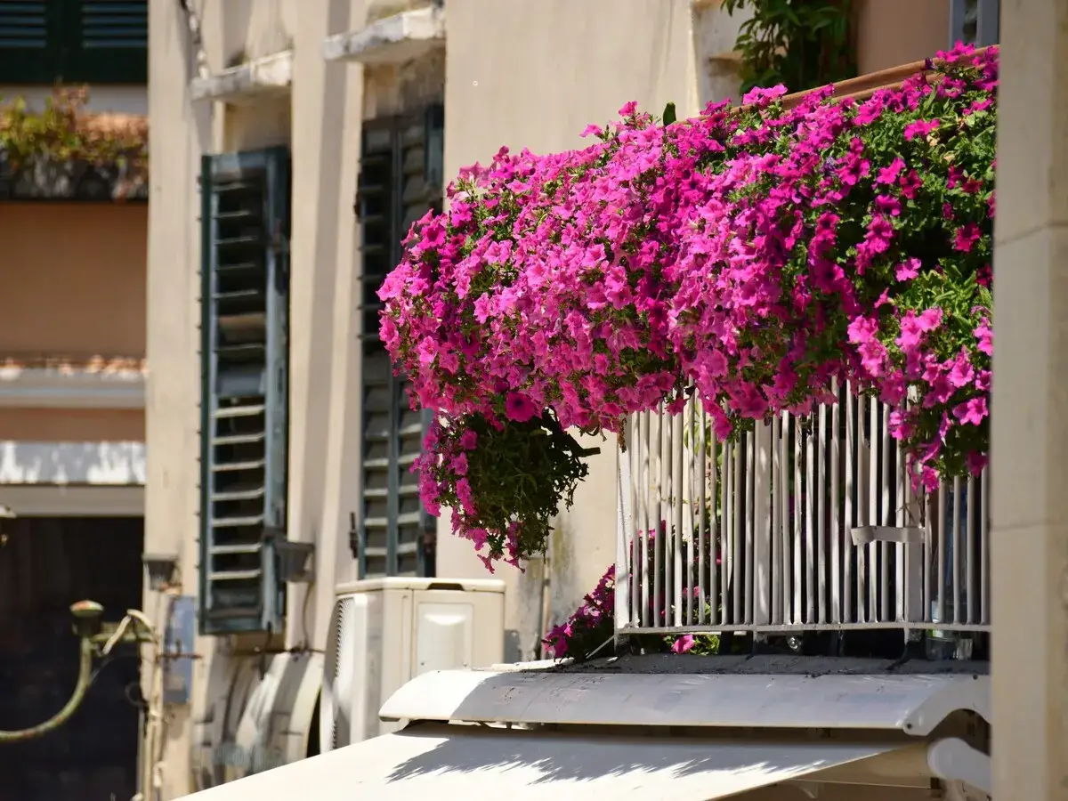 Balc&oacute;n adornado con vibrantes flores de febrero, cascadas de color rosa intenso que alegran la fachada de un edificio con contraventanas verdes.
